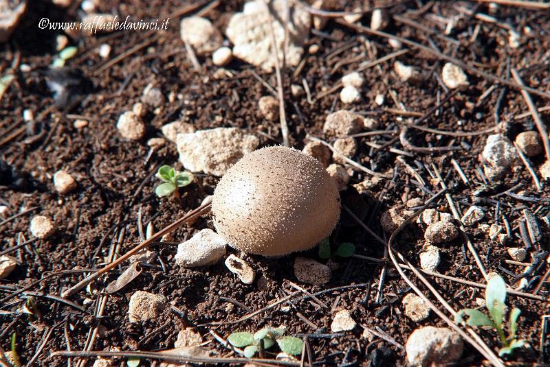 Funghi 1NOV08 (107).jpg